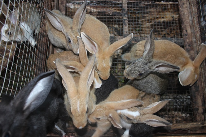 Chi tiết kỹ thuật nuôi thỏ thả vườn hiệu quả cao  Máy làm nông